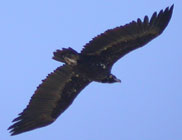 Birds of Madrid, central Spain - Black Vulture © John Muddeman